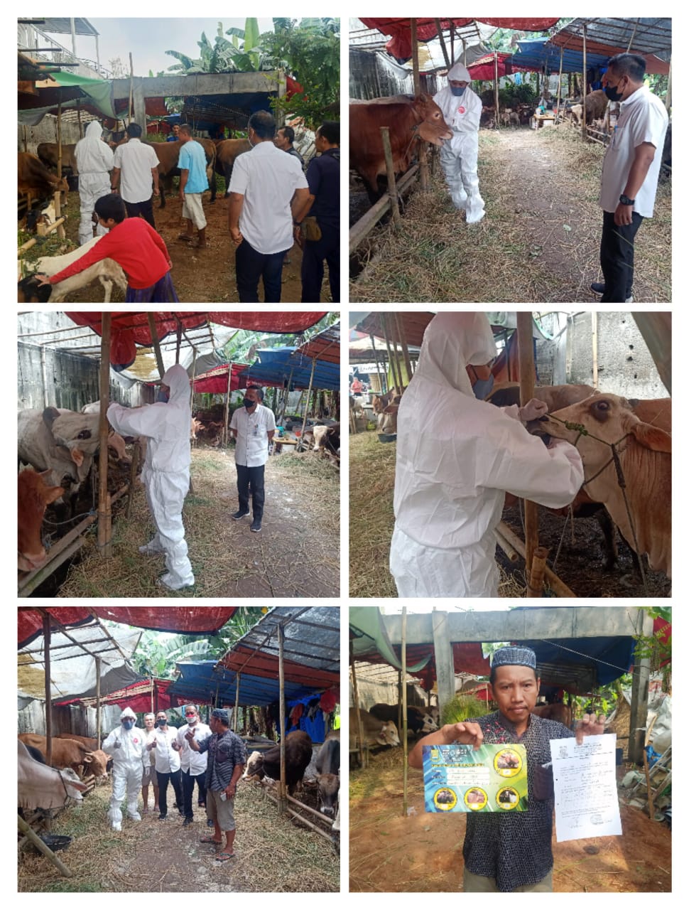 Pendampingan Petugas DKP Kota Tangerang melakukan Pemeriksaan Hewan Ternak di Lapak Kelurahan Paninggilan