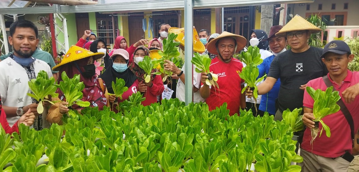 Kegiatan Panen Sayur Pakcoy dan Cesim Hasil Kebun KWT Sekar Asri RW 009 Kelurahan Sudimara Barat
